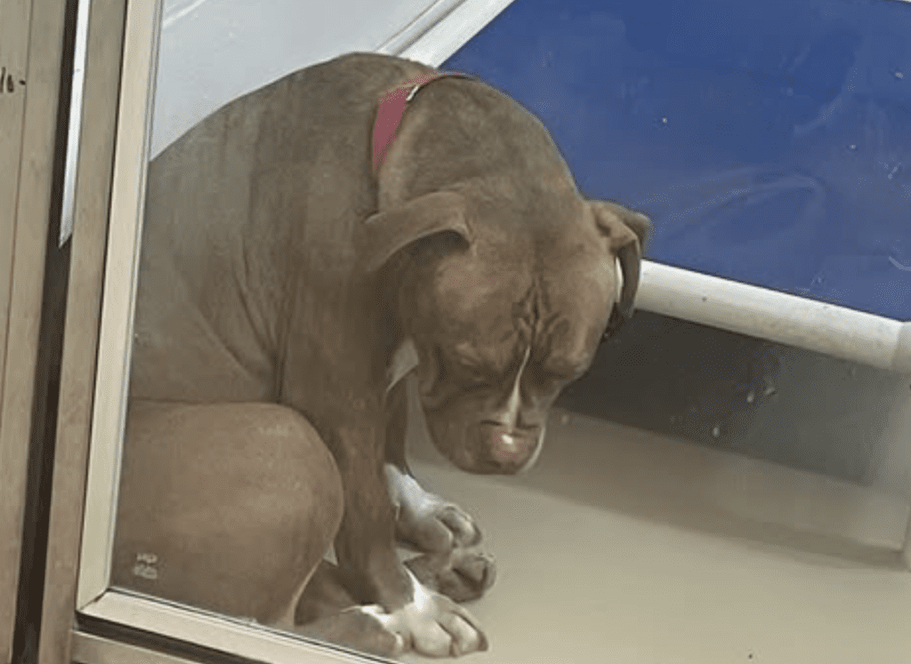 Ett hjärtskärande foto visar en pitbull, en skyddshund, "tappa hoppet" efter misslyckandet med adoptionen - alltid på jakt efter ett hem