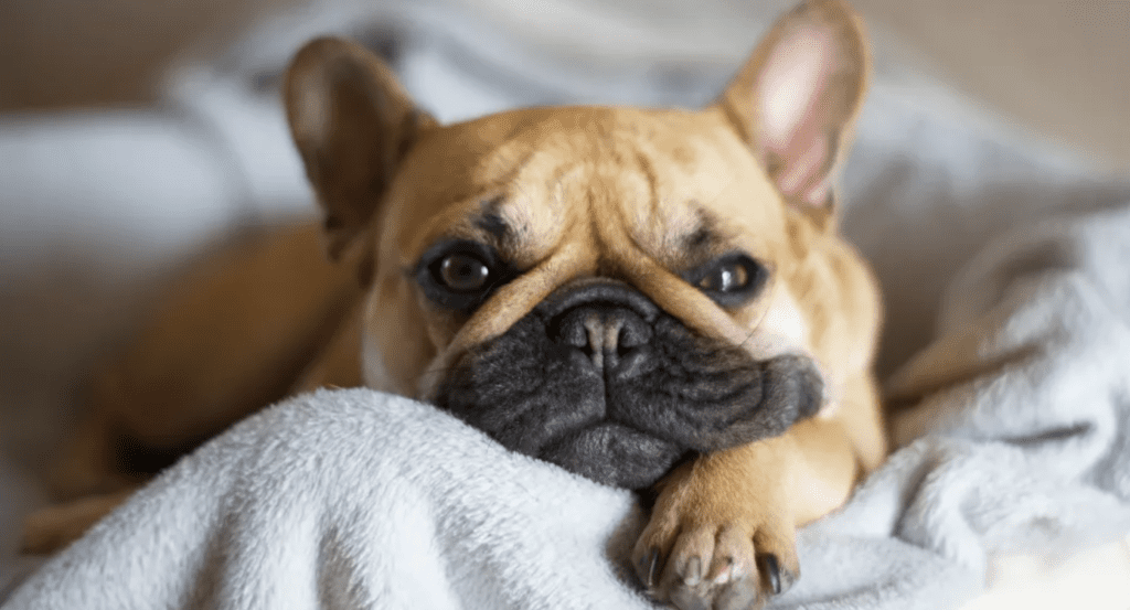 Min far blev av med vår hund efter vår mammas bortgång - Karma hade sista ordet