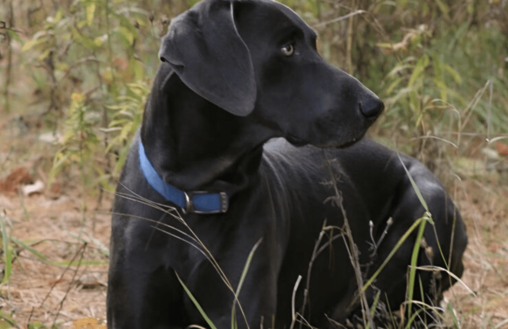 Hunden gnagde i den nyföddas spjälsäng och skällde högt: föräldrarna blev förskräckta när de insåg varför hon gjorde detta