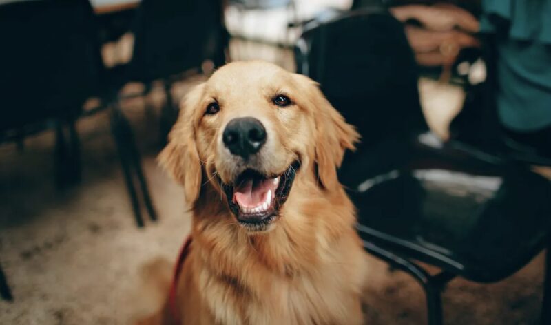 Min granne stal min hund, ljög mig för ansiktet och tänkte att jag skulle släppa den