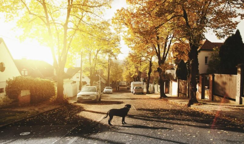 Min granne stal min hund, ljög mig för ansiktet och tänkte att jag skulle släppa den