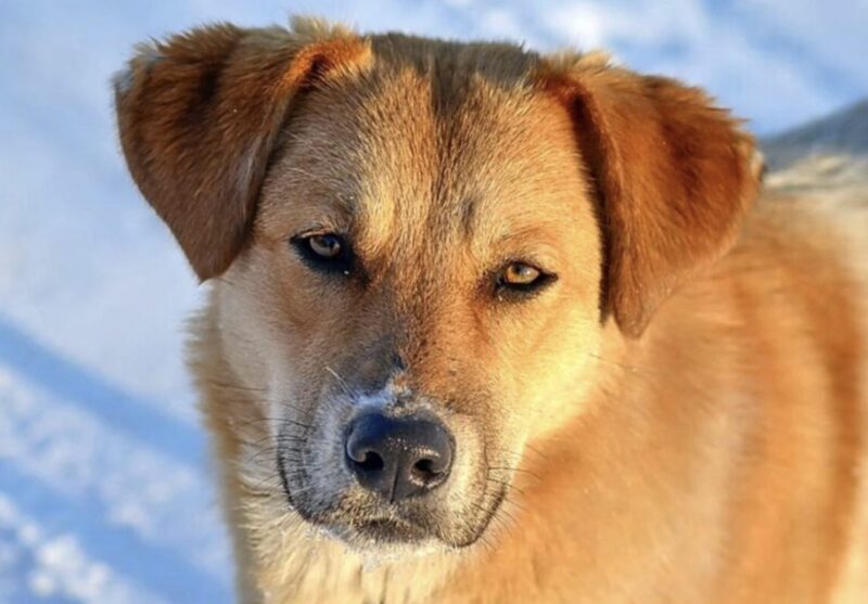 Under ett bröllop attackerade en hund en av gästerna som gömde något under hennes klänning.
