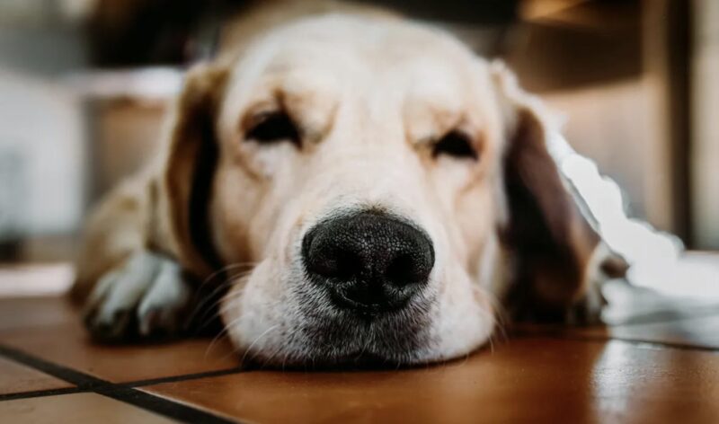 Vi gav nästan bort vår golden retriever för att han skällde på barnskötaren - men sedan kollade jag kameran och blev chockad