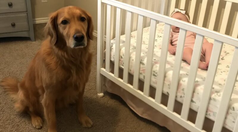 Vi gav nästan bort vår golden retriever för att han skällde på barnskötaren - men sedan kollade jag kameran och blev chockad