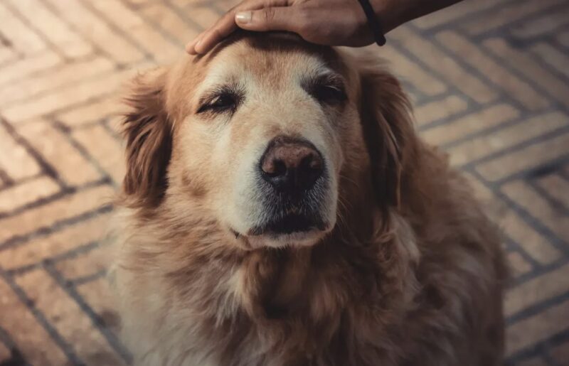 Vi gav nästan bort vår golden retriever för att han skällde på barnskötaren - men sedan kollade jag kameran och blev chockad