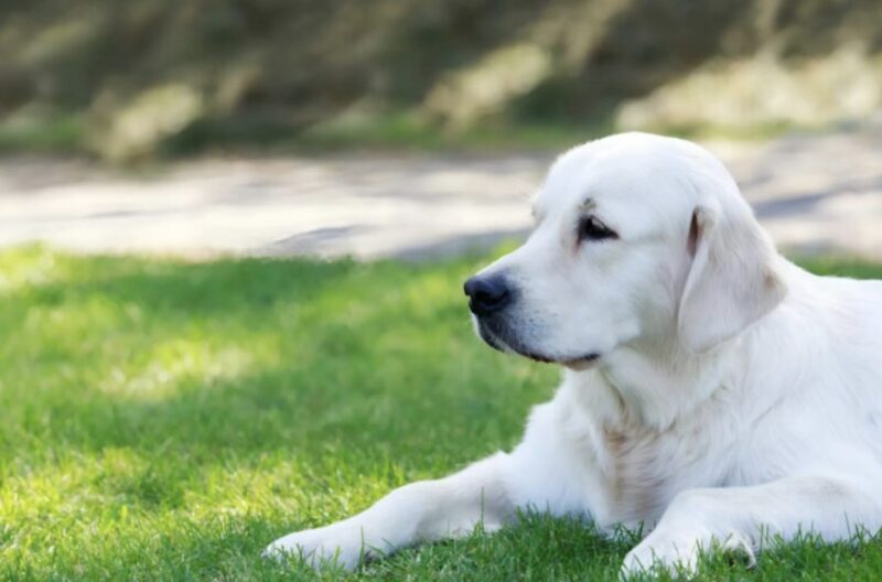 På natten kom vår hund tyst in i rummet, satte sina tassar på min sovande fru och började skälla: vi blev förskräckta och insåg varför djuret gjorde detta.