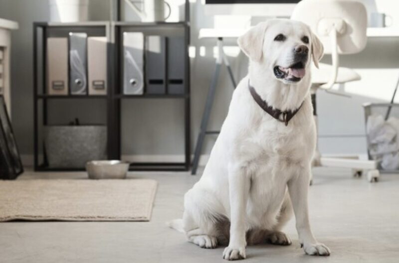 På natten kom vår hund tyst in i rummet, satte sina tassar på min sovande fru och började skälla: vi blev förskräckta och insåg varför djuret gjorde detta.