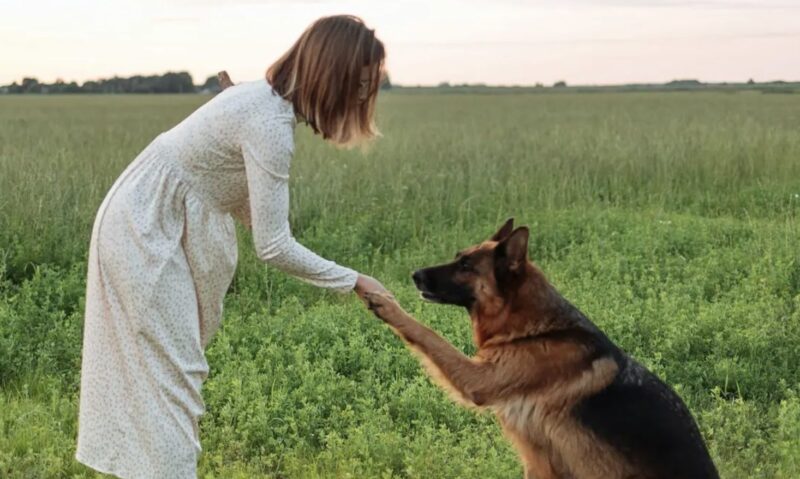 Min hund skulle inte sluta yla när barnen gick med min svärmor – jag var tvungen att se varför
