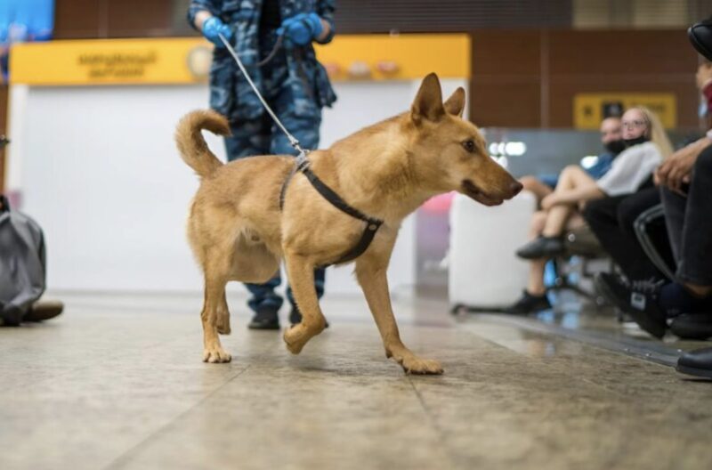 På flygplatsen skällde en tjänstehund mot en gravid kvinna: när poliser kontrollerade kvinnan blev de chockade