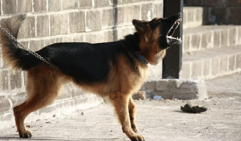 Min hund skulle inte sluta yla när barnen gick med min svärmor – jag var tvungen att se varför