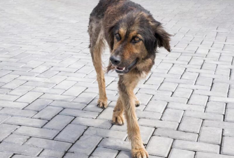 Ludzie zauważyli wychudzonego psa, który wyszedł z lasu, a w pysku trzymał paczkę: gdy ludzie otworzyli paczkę, byli przerażeni tym, co zobaczyli