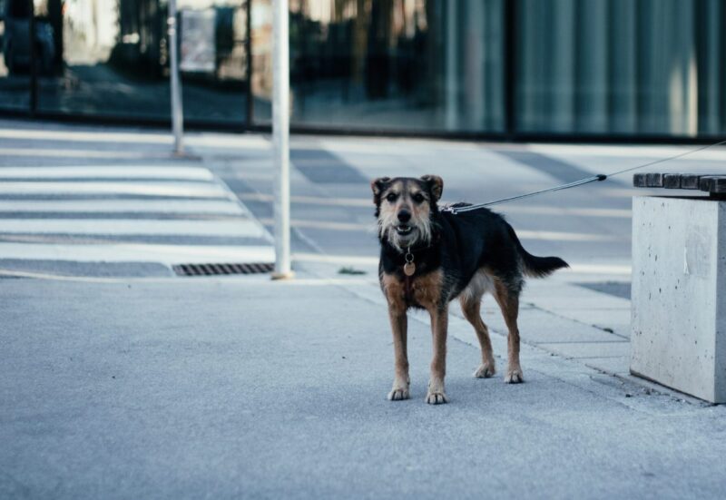 Ludzie zauważyli wychudzonego psa, który wyszedł z lasu, a w pysku trzymał paczkę: gdy ludzie otworzyli paczkę, byli przerażeni tym, co zobaczyli