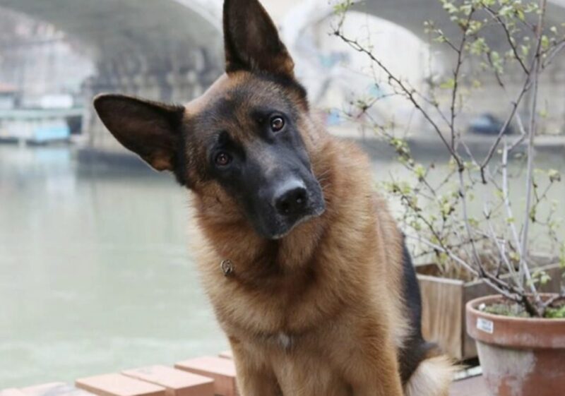 Dömd polis bad att få träffa sin hund en sista gång, men när herden kom in i rättssalen hände något oväntat