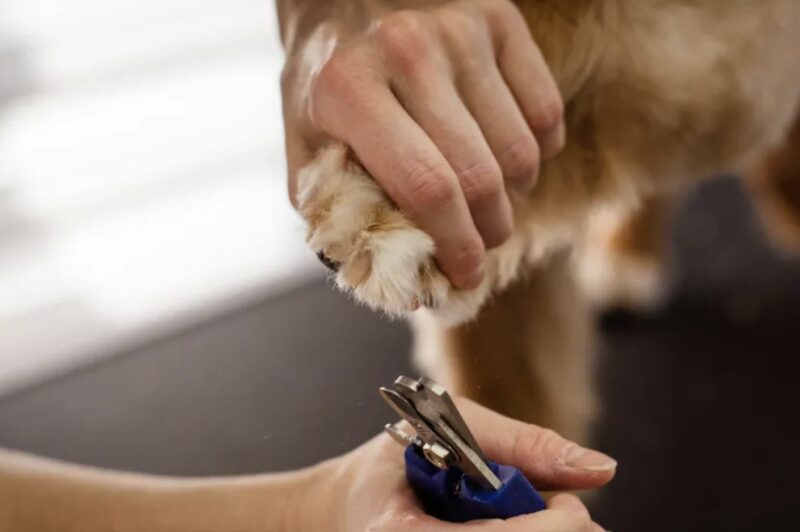 Varje gång jag kom tillbaka från en arbetsresa såg min hund annorlunda ut, tills hennes halsband avslöjade vad min man dolde — Dagens berättelse