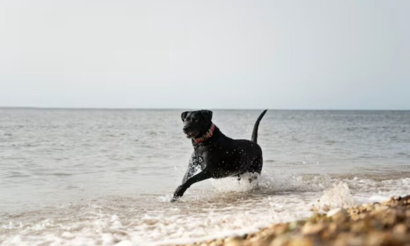 En hund utan ägare dök upp på stranden och började springa fram och tillbaka, skällande högt: folk trodde först att den var rabies, tills de fick veta den hemska sanningen.