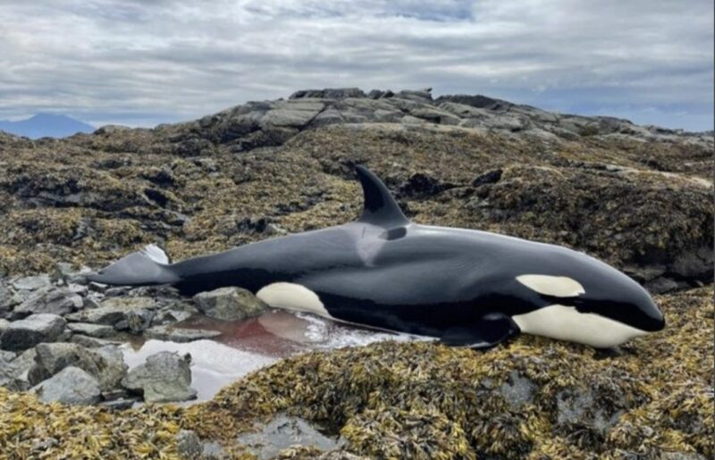 Under sex fruktansvärda timmar höll främlingar en strandad orca levande genom att hälla vatten på den - och vad som hände nästa djupt påverkade alla.