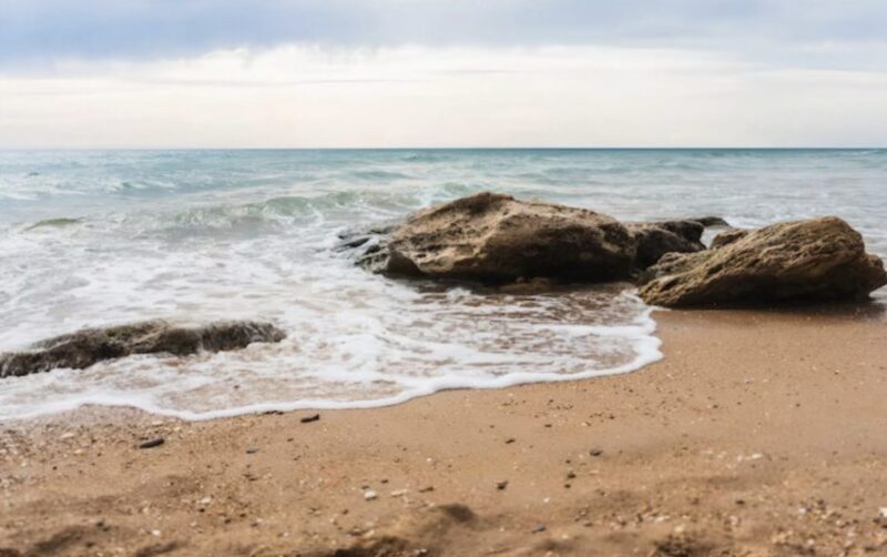 En hund utan ägare dök upp på stranden och började springa fram och tillbaka, skällande högt: folk trodde först att den var rabies, tills de fick veta den hemska sanningen.
