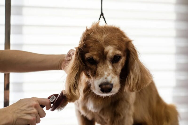 Varje gång jag kom tillbaka från en arbetsresa såg min hund annorlunda ut, tills hennes halsband avslöjade vad min man dolde — Dagens berättelse