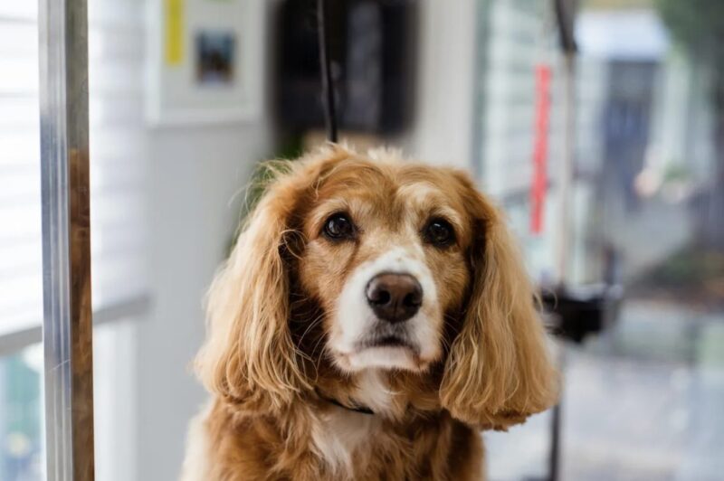 Varje gång jag kom tillbaka från en arbetsresa såg min hund annorlunda ut, tills hennes halsband avslöjade vad min man dolde — Dagens berättelse
