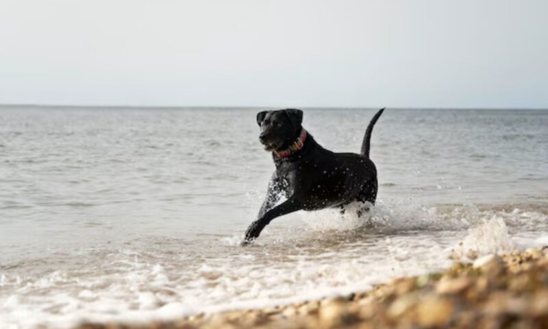 Flickvännerna kopplade av på stranden när en hund sprang fram till dem och började skälla högt: plötsligt blev en av kvinnorna blek och tittade noga på hundens päls.