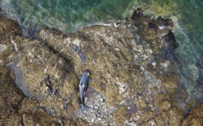 Under sex fruktansvärda timmar höll främlingar en strandad orca levande genom att hälla vatten på den - och vad som hände nästa djupt påverkade alla.