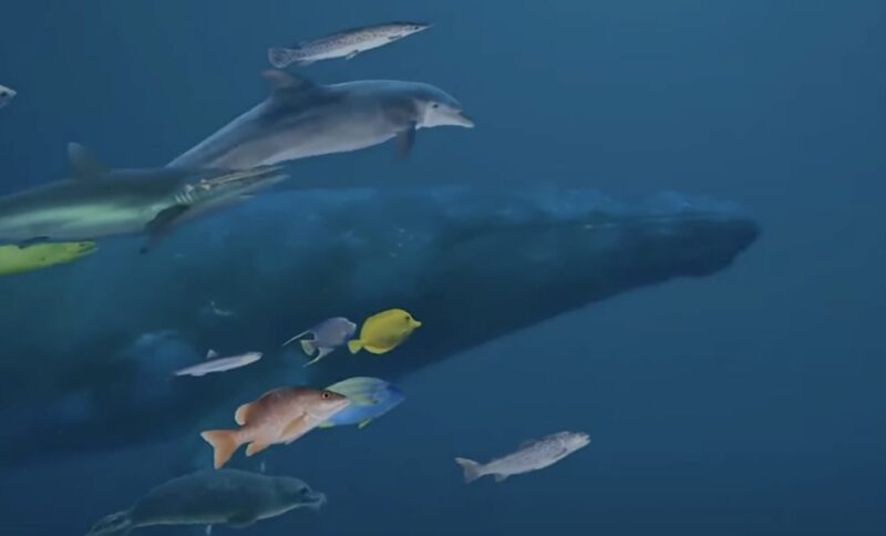 Under sex fruktansvärda timmar höll främlingar en strandad orca levande genom att hälla vatten på den - och vad som hände nästa djupt påverkade alla.