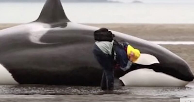 Under sex fruktansvärda timmar höll främlingar en strandad orca levande genom att hälla vatten på den - och vad som hände nästa djupt påverkade alla.