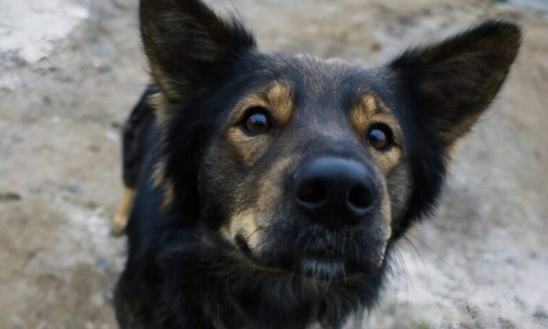 Flickvännerna kopplade av på stranden när en hund sprang fram till dem och började skälla högt: plötsligt blev en av kvinnorna blek och tittade noga på hundens päls.