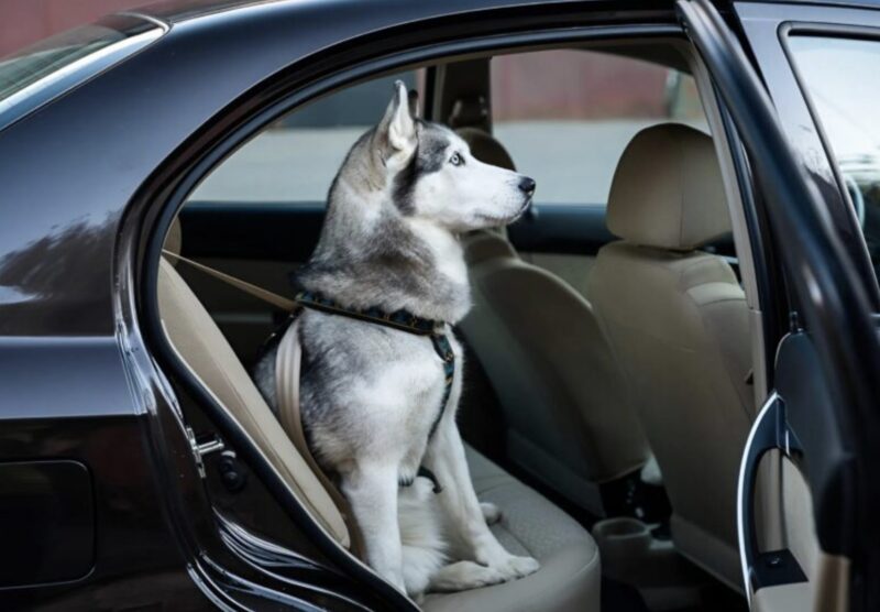 En man låste in sin hund i bilen i extrem värme: för att rädda djuret krossade jag rutan, varefter något oväntat hände