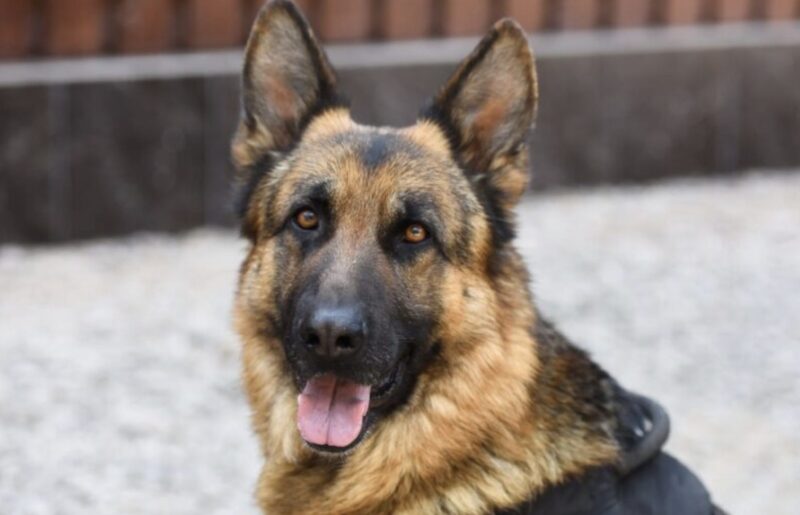 Grannar hörde konstiga ljud komma från det förstörda huset, och när polisen anlände hittade de något hemskt i huset.