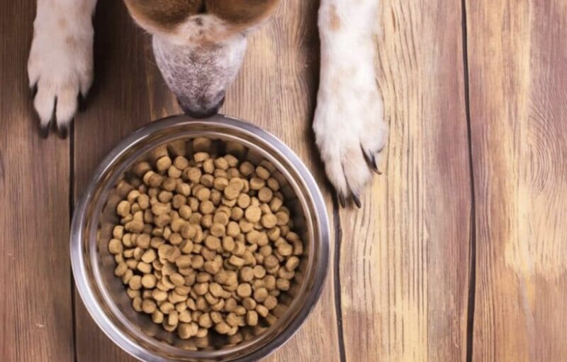 En äldre kvinna tog med sin hund till polisstationen och sa att hunden blivit ovanligt glad. Polisen inledde en utredning och upptäckte något konstigt.