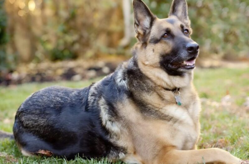 En flicka i en barnvagn kom till djurhemmet och ville ta hem den farligaste hunden: när herden såg flickan började hon skälla, och sedan gjorde hon så här...