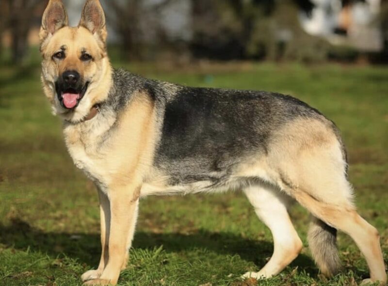 Hunden kom till kyrkogården till sin ägare varje dag och grävde i marken: alla trodde att djuret bara var ledsen, tills de fick veta den hemska sanningen.