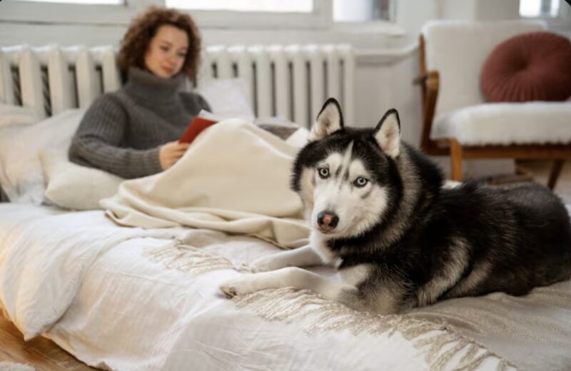 Min hund försökte väcka mig klockan 7 – Sedan såg jag något läskigt