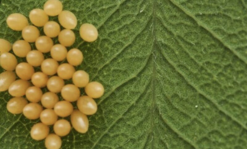 Hon trodde att det var quinoa – sedan tittade hon närmare och fick munkavle