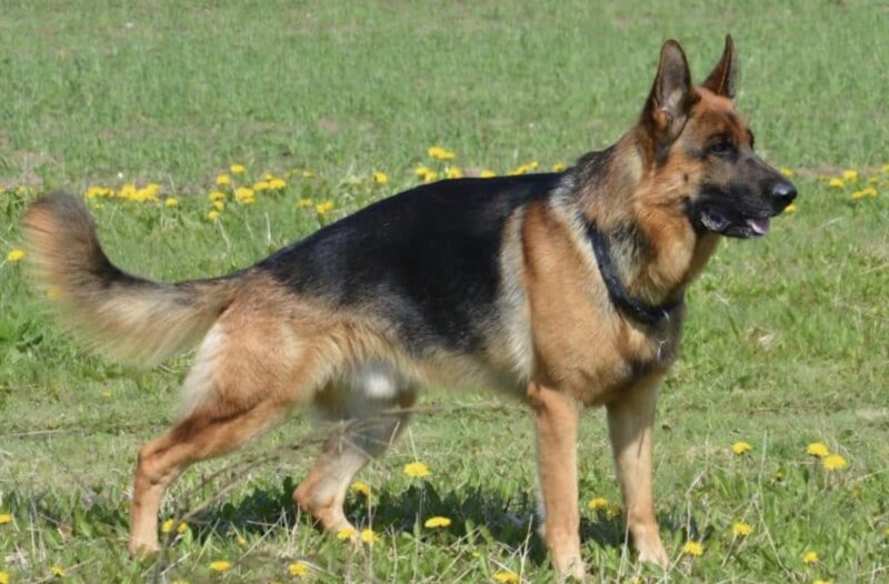 Snifferhund attackerar 16-årig skolflicka och börjar skälla högt: när polisen tar flickans fingeravtryck får de veta något hemskt