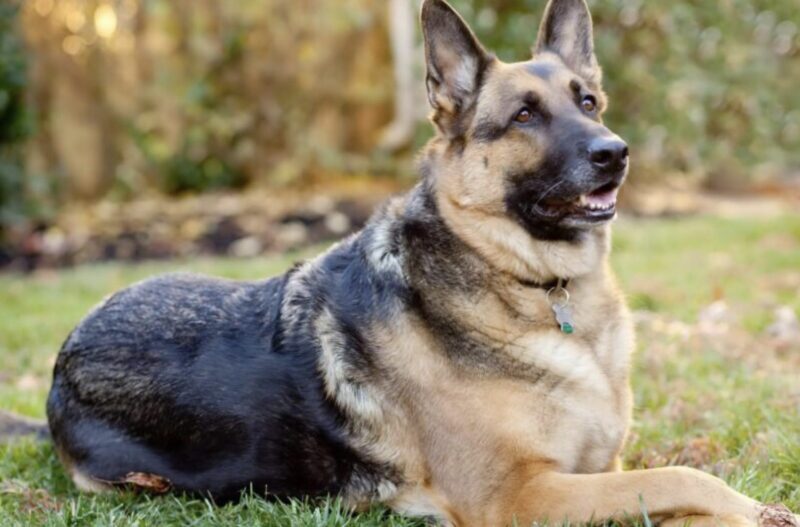 Före operationen kramade pojken sin hund, men plötsligt hoppade hunden av sängen och attackerade en av läkarna: alla blev förskräckta och insåg orsaken till hundens konstiga beteende.