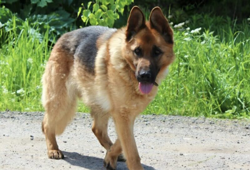 Mannen bad om några minuter för att säga adjö till sin hund, som bara hade minuter kvar att leva, men plötsligt lade veterinären märke till något ovanligt.