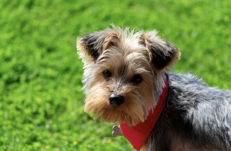 Jag köpte mat till en fattig gammal man och hans hund – Det jag såg utanför min dörr nästa morgon gjorde mig mållös
