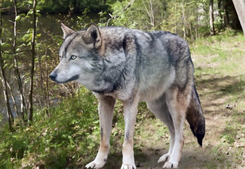 Den gamle mannens egna barn övergav honom i skogen utan mat eller vatten för hans arvs skull, i hopp om att vilda djur skulle äta honom: men vad vargen gjorde chockerade alla.