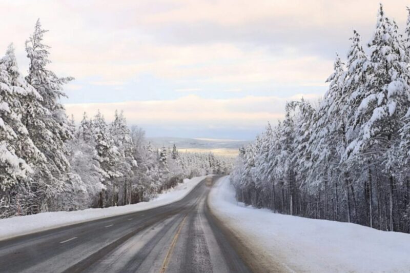 En förare lade märke till dussintals valpar som hopkurade mitt på motorvägen: när föraren klev ur bilen och närmade sig, isär valparna, och sedan lade han märke till något hemskt.