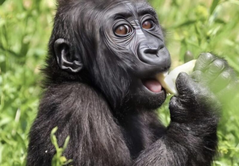 En man räddade en sårad gorilla från skogen: efter många år möttes de igen, och vad det vilda djuret gjorde chockerade alla.