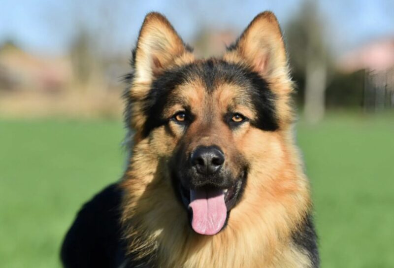 En 3-årig pojke och hans hund somnade och gosade i soffan: föräldrarna tyckte att scenen var mycket rörande tills de kom in i rummet på morgonen och såg något hemskt.