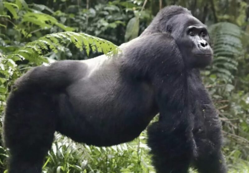En man räddade en sårad gorilla från skogen: efter många år möttes de igen, och vad det vilda djuret gjorde chockerade alla.