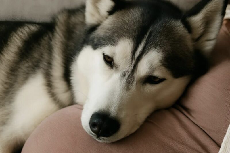Efter att vi fick reda på att vi var gravida låg min hund konstant på min mage men skällade åt min man om han försökte klappa min mage: Jag trodde att hunden bara var avundsjuk, men sedan fick jag veta den hemska sanningen
