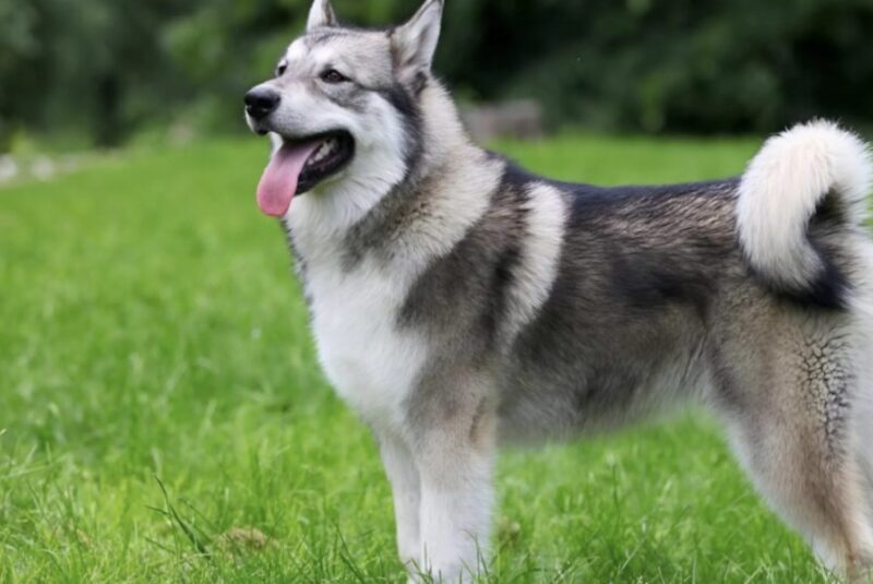Efter att vi fick reda på att vi var gravida låg min hund konstant på min mage men skällade åt min man om han försökte klappa min mage: Jag trodde att hunden bara var avundsjuk, men sedan fick jag veta den hemska sanningen