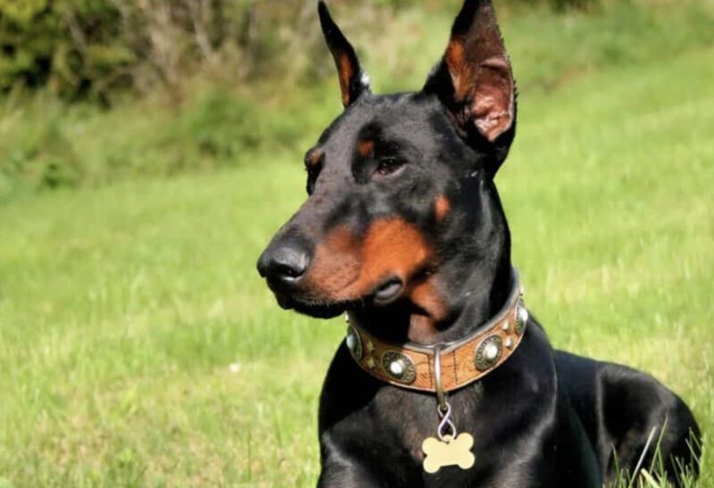 En kvinna trodde att hennes tonårsson bara skötte blommorna i sin trädgård varje dag, men en grannes hund avslöjade vad som faktiskt fanns gömt i deras trädgård.