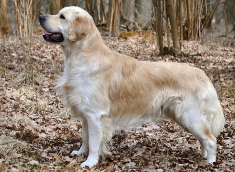 Föräldrarna blev rörda när deras hund och tre månader gamla son somnade i samma spjälsäng, tills de en dag öppnade dörren till barnrummet och blev förskräckta över vad de såg.