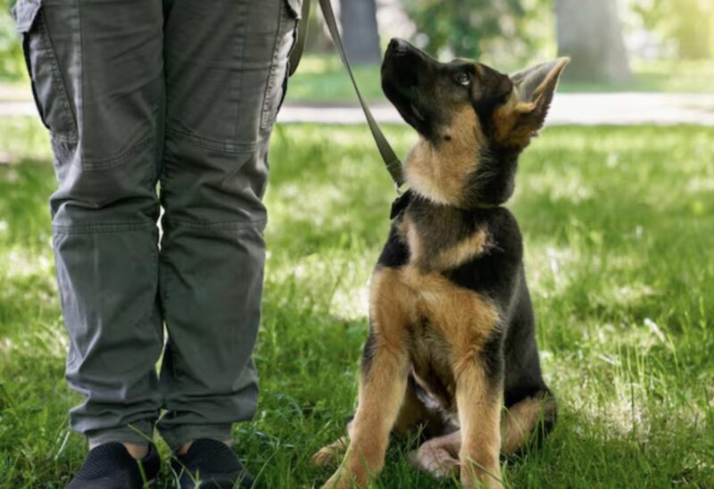 De stämplade honom som ett monster för att han ingrep och räddade henne, och kallade det en ”hundattack”. Men sanningen som min egen valkrets försökte dölja var mycket mörkare – och att avslöja vad som verkligen hände skulle krossa rykten och skriva om allt vi fick höra.