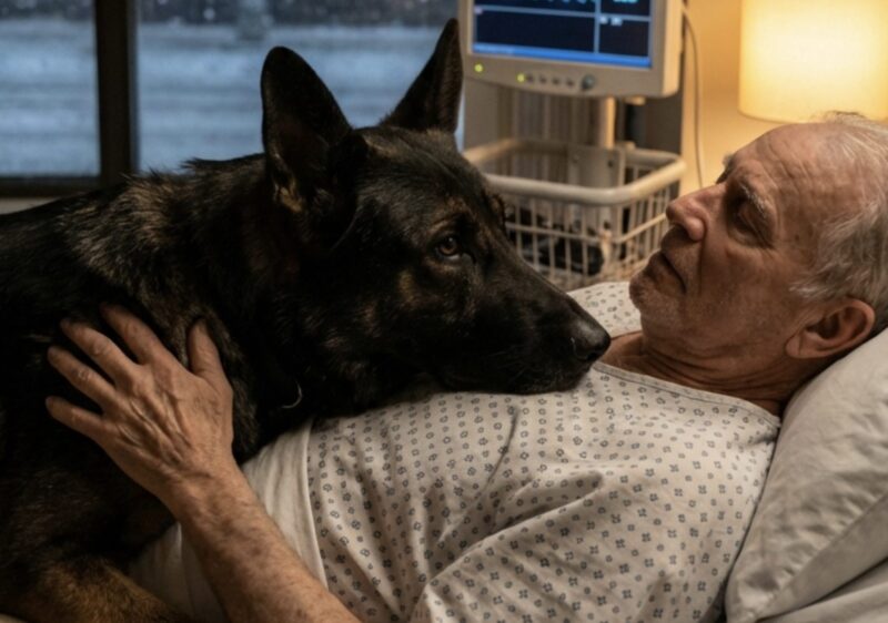 Ensam i rum 314 låg jag och väntade på att mitt hjärta skulle svikta. Plötsligt bröt en nittio kilo tung hund märkt "monster" av sin kedja och stormade min säng – bara för att göra något så oväntat att hela sjukhuspersonalen grät.